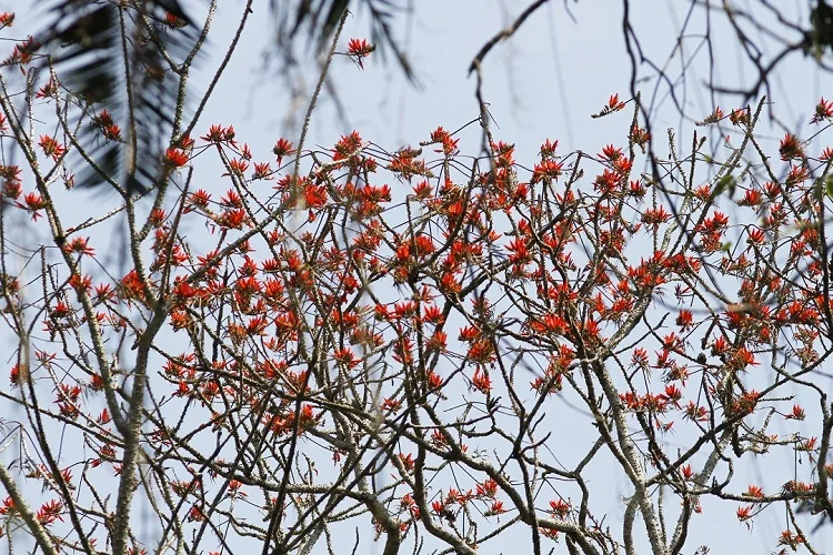 বুনো মান্দার