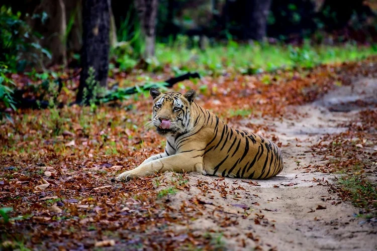 রয়েল বেঙ্গল টাইগার